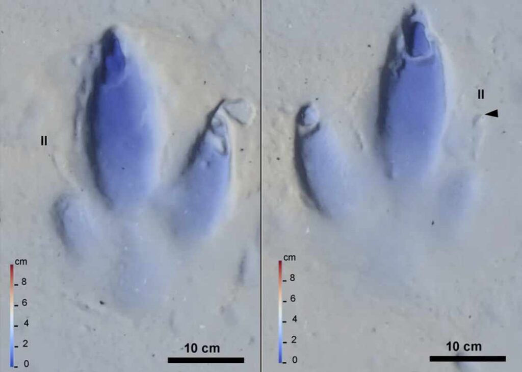 Footprints model of terrible birds