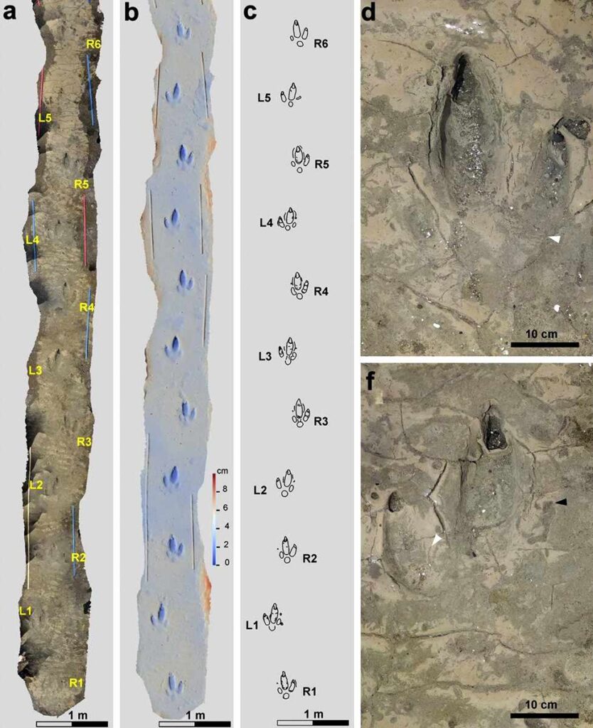 Holotype footprints of Rionegrina pozosaladensis