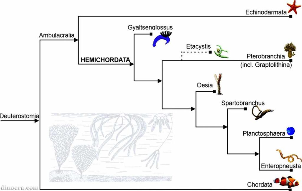 Hemichordata phylogeny