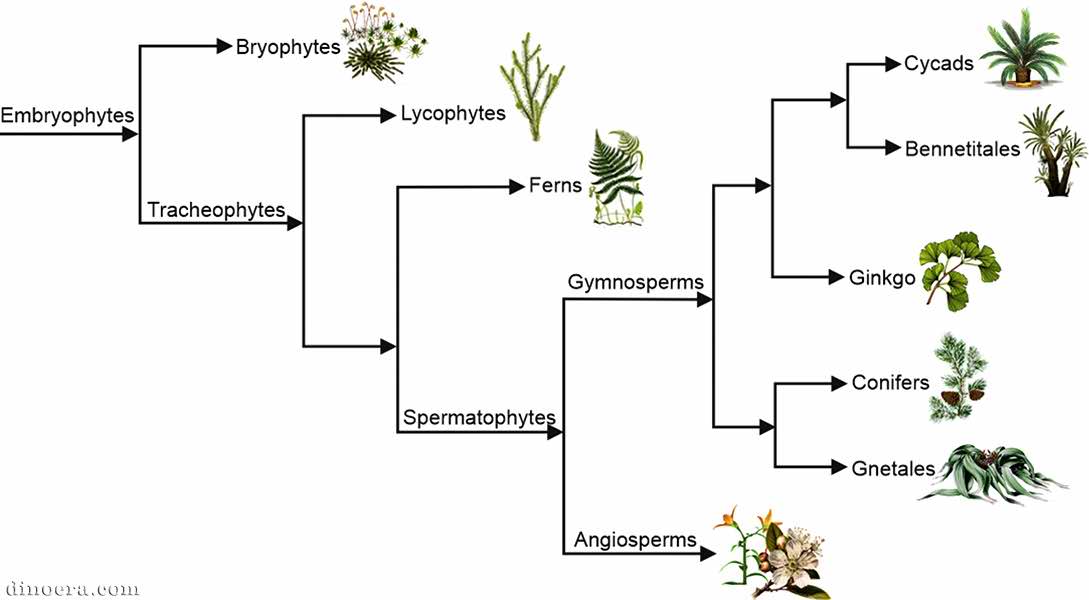 The origin of plants - Dinoera