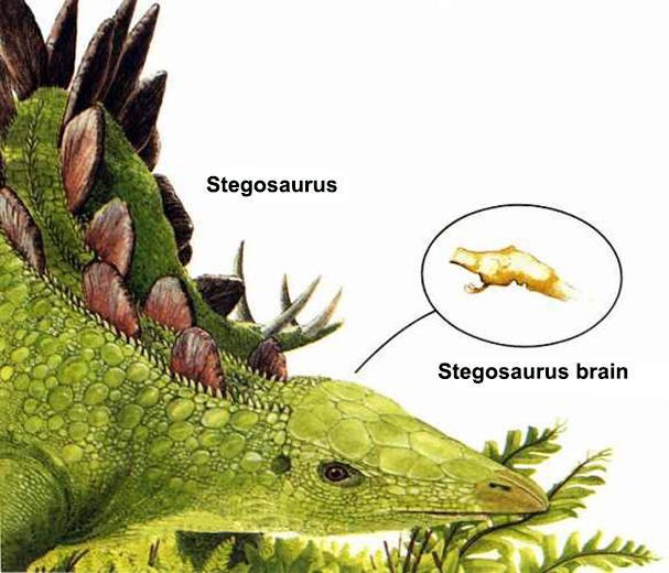 Stegosaurus brain