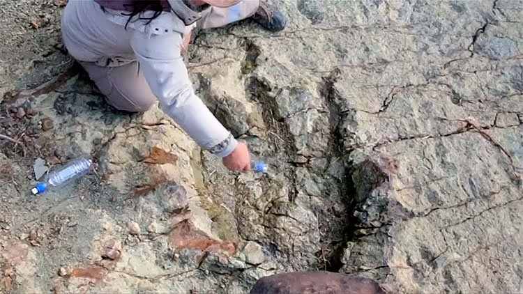 dinosaur footprints