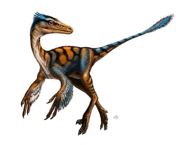 Troodon