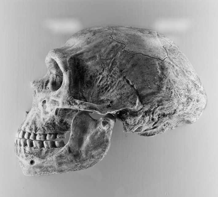 Skull of Neanderthal man