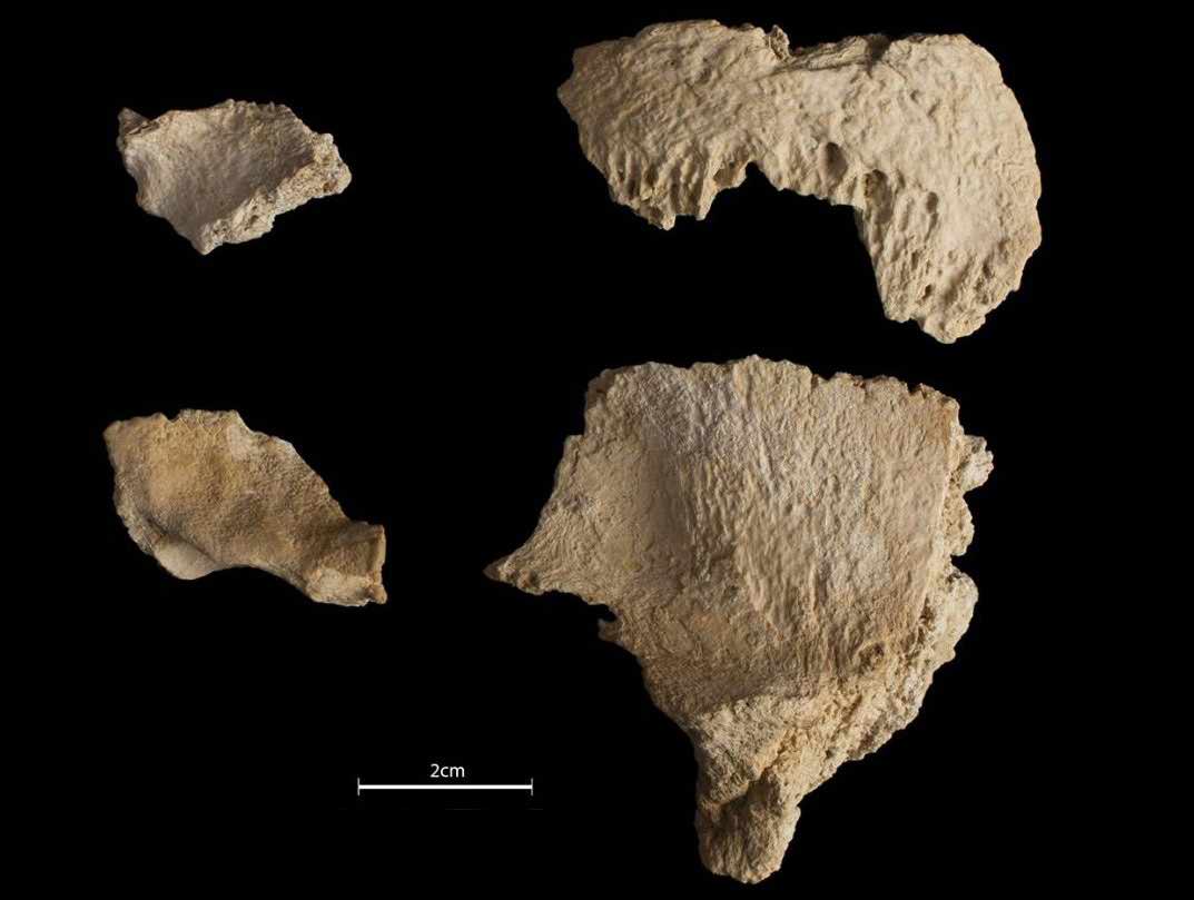 Abric Romani skull fragments