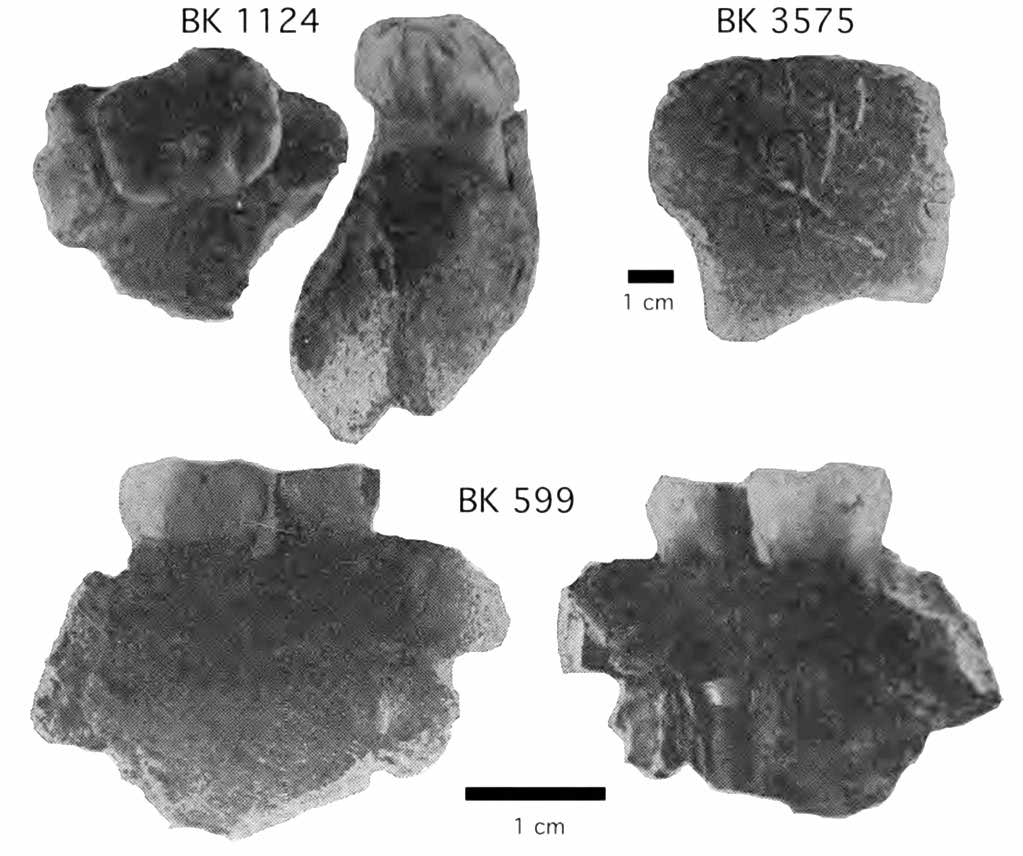 Neanderthal from Bacho Kiro