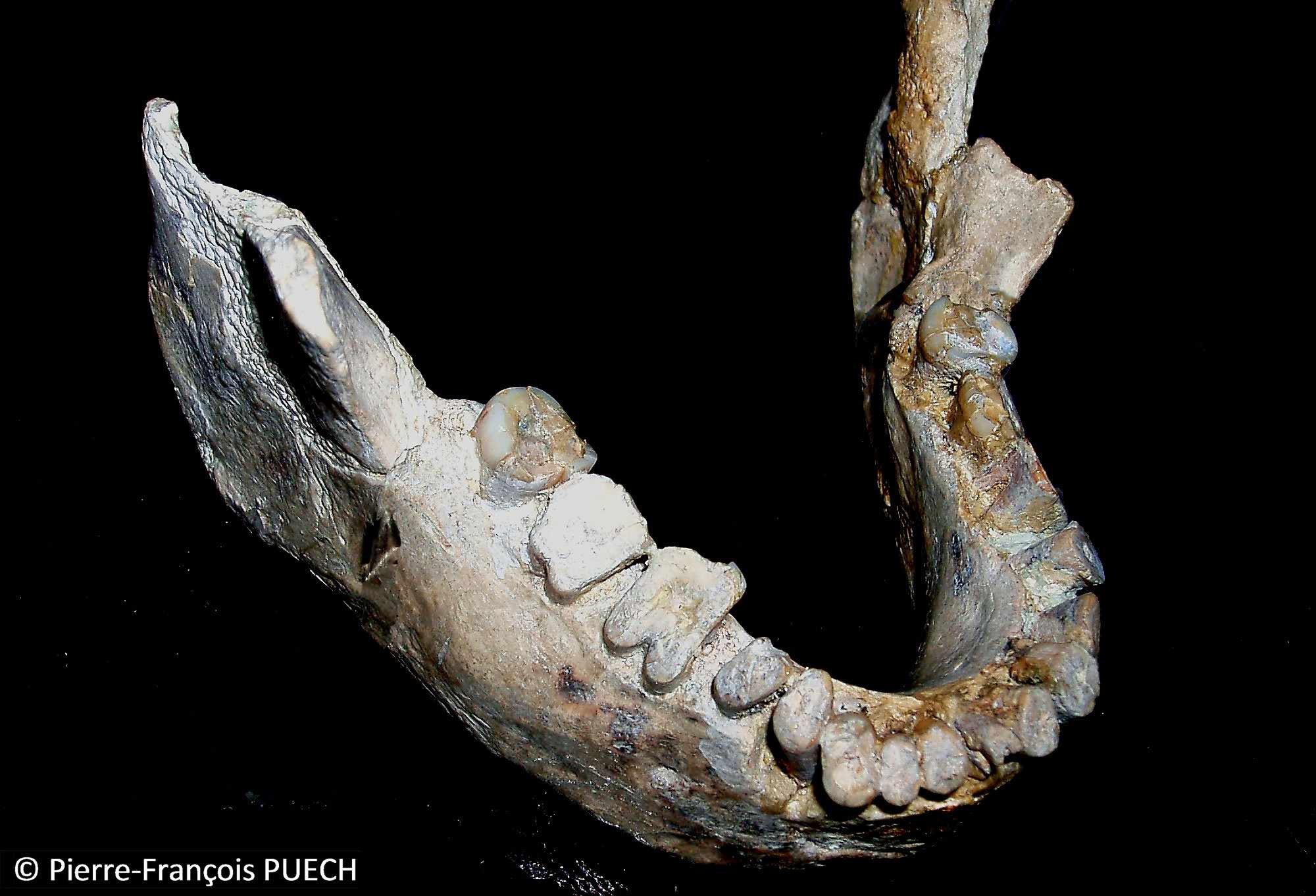 Banyoles Neanderthal mandible