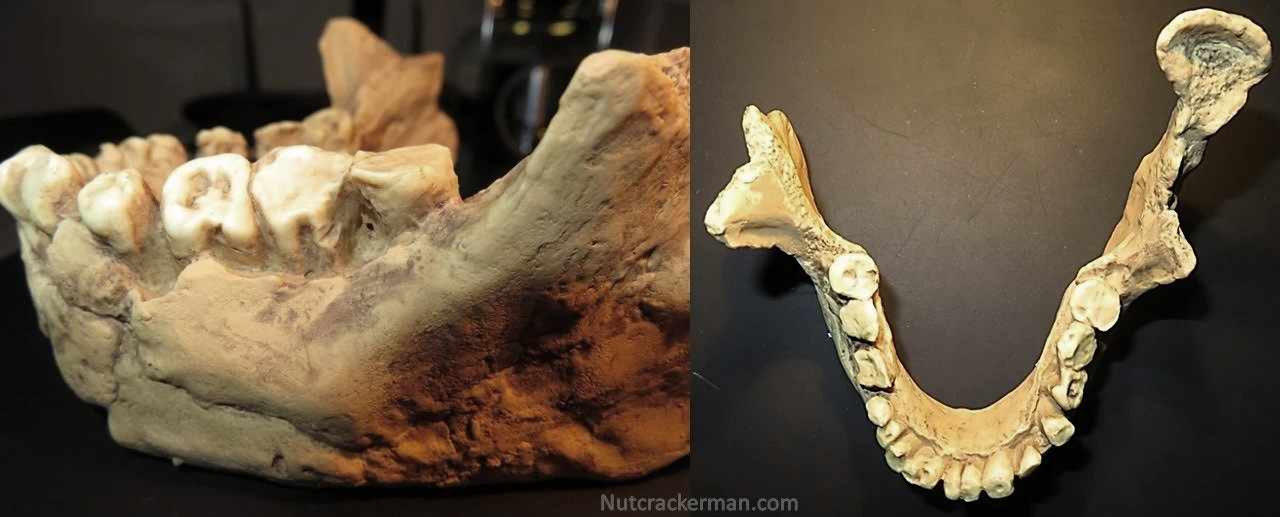 Neanderthal jaw from Banyoles