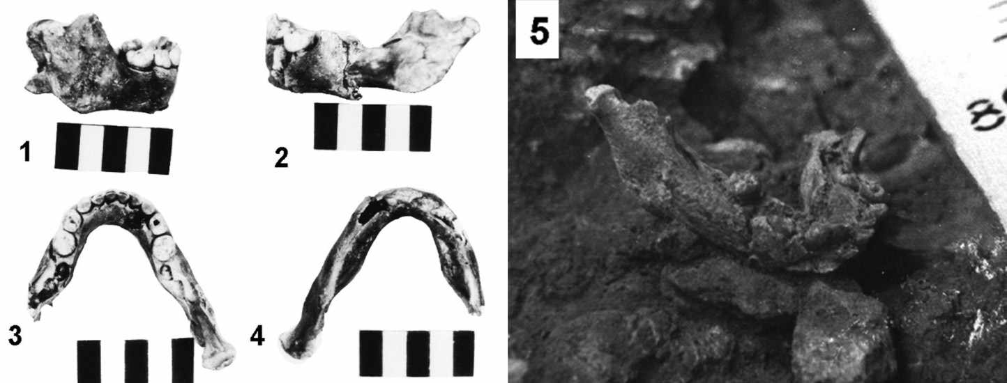 Mandible from Barakaevskaya Cave