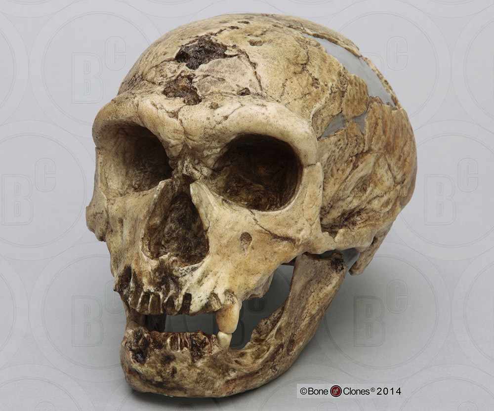 La Chapelle aux Saints: skull of Neanderthal