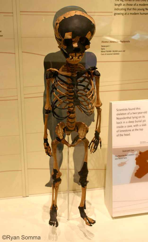 Exhibition of a child's skeleton in a museum