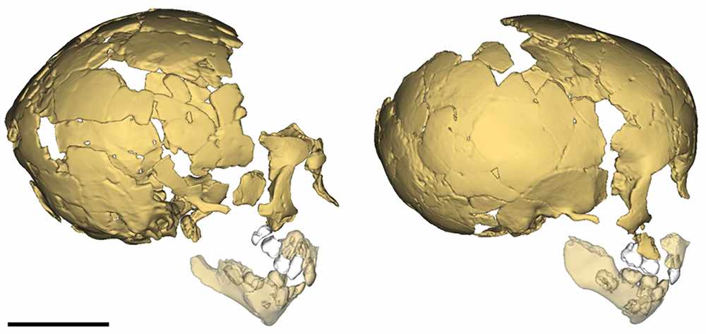 Reconstruction of the Dederiyeh children's skulls