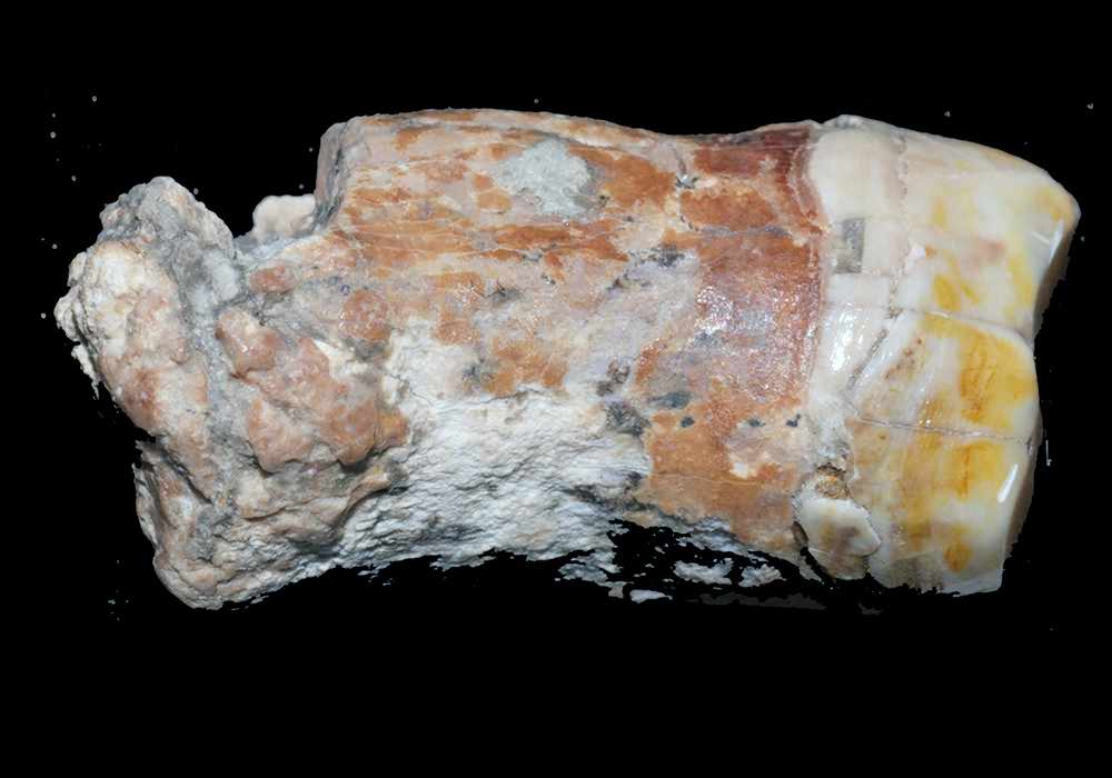 Molar from Ein Qashish