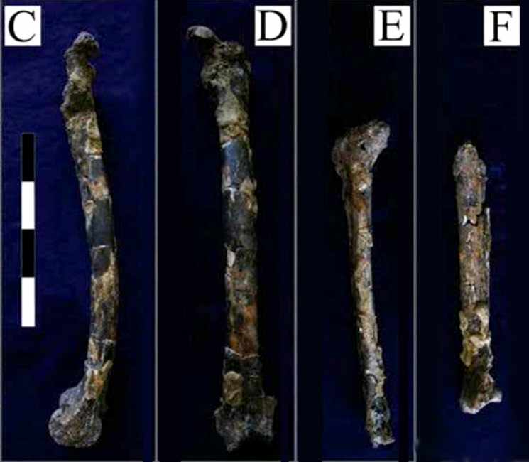 Ein Qashish femurs and tibia