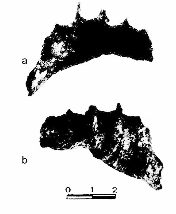 Fossellone 3 mandibula