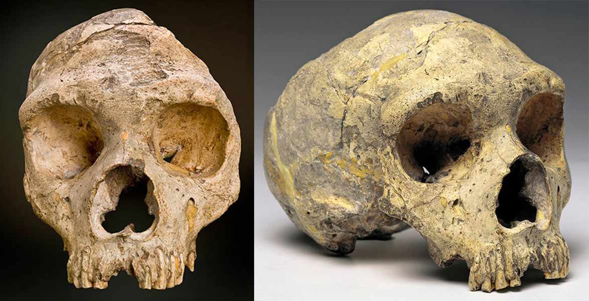 Neanderthal cranium from Gibraltar