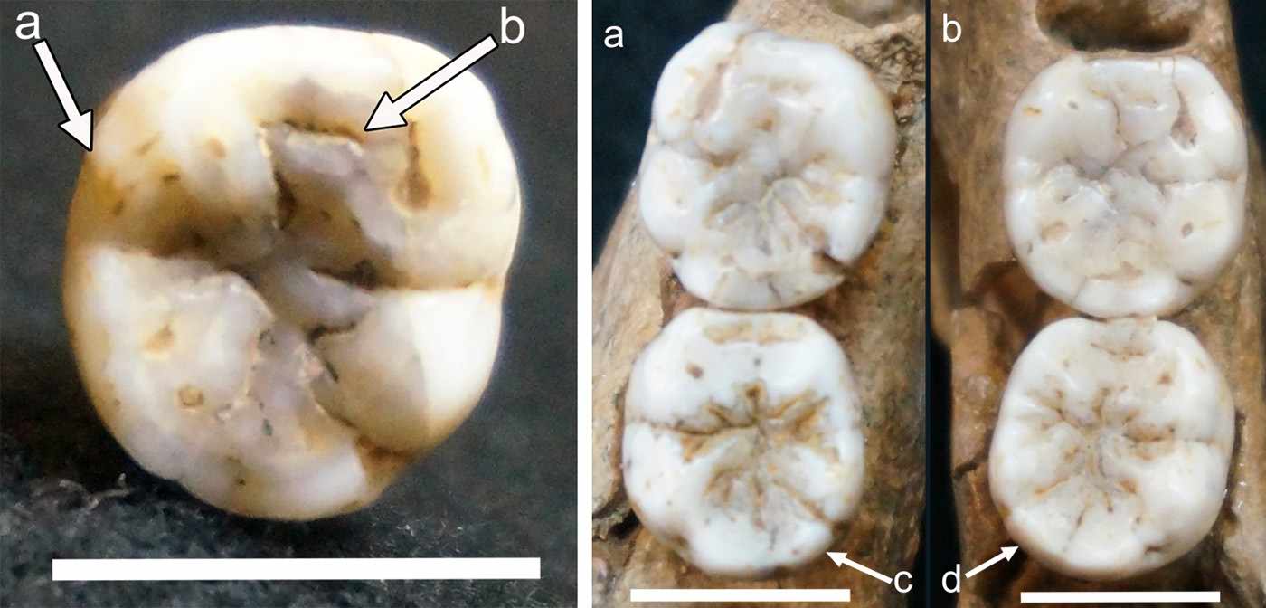 Teeth of Hortus II and IV