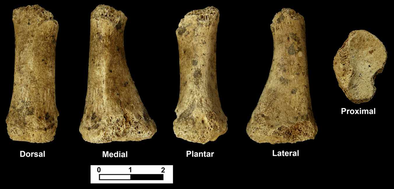 Metatarsal from the Jarama VI Neanderthal site