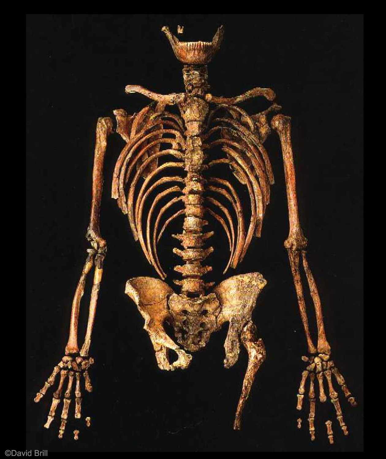 Assembled skeleton of Kebara 2