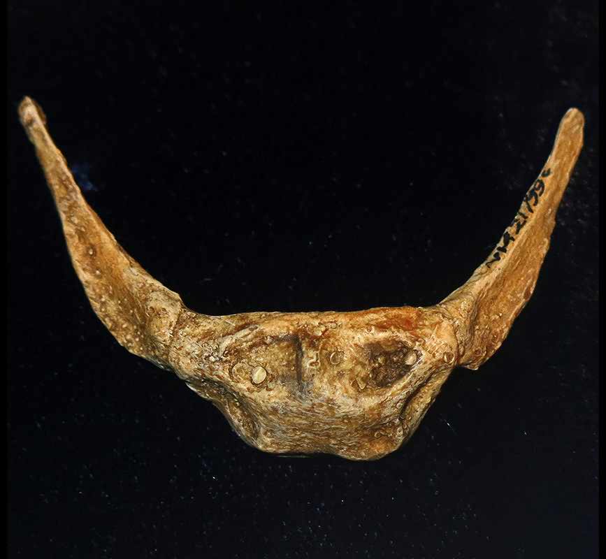 Kebara hyoid bone