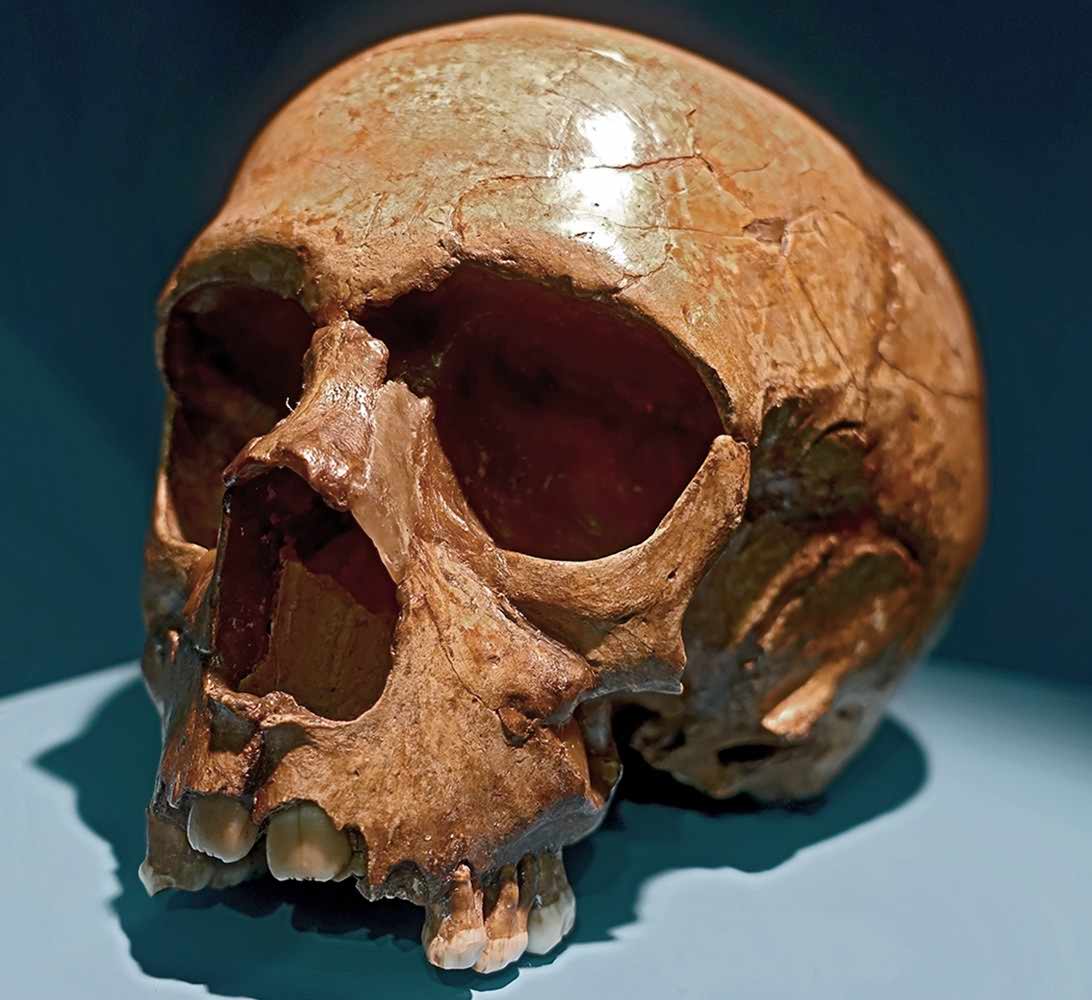 Skull of the La Quina H18