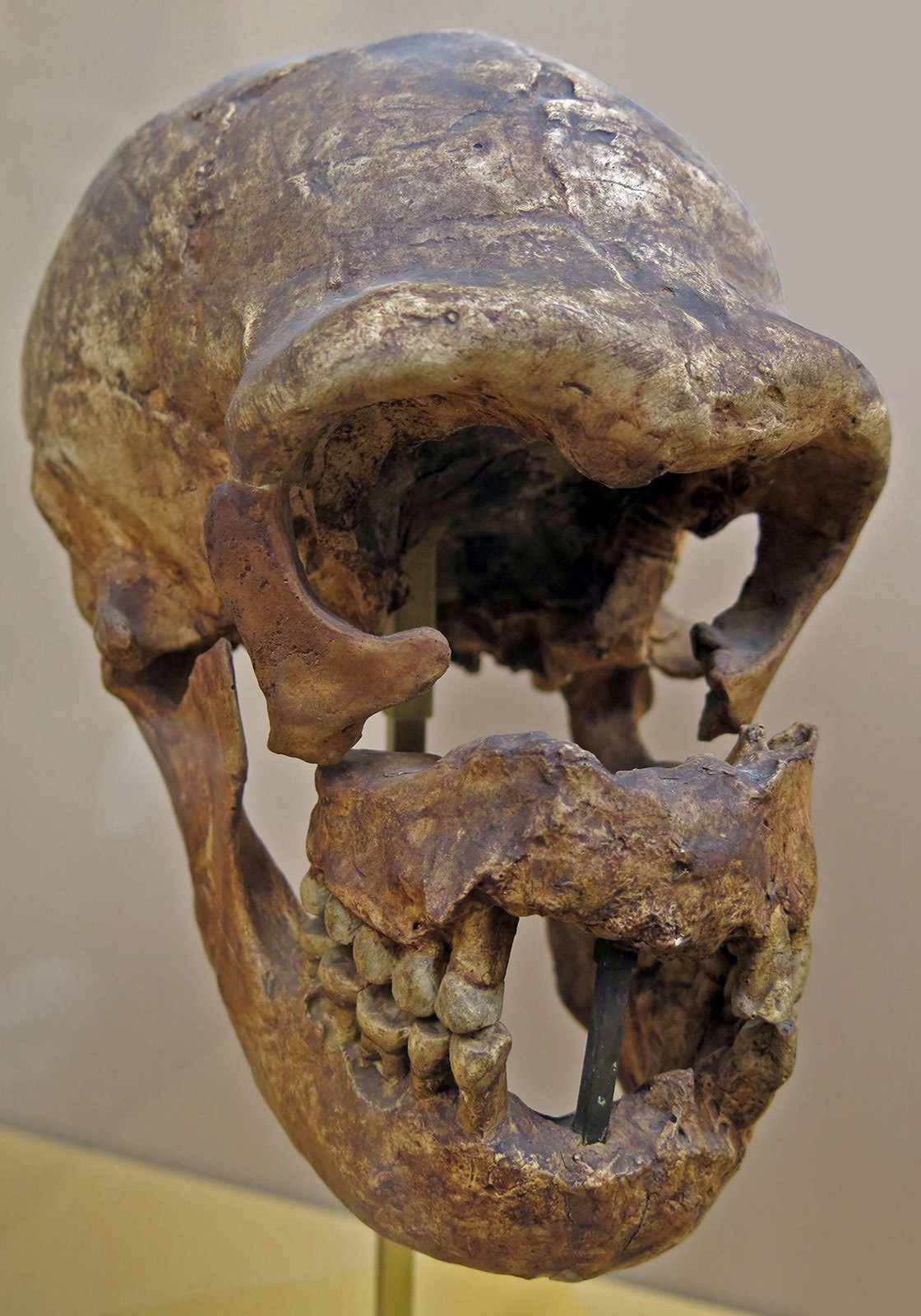 Skull of the La Quina H5