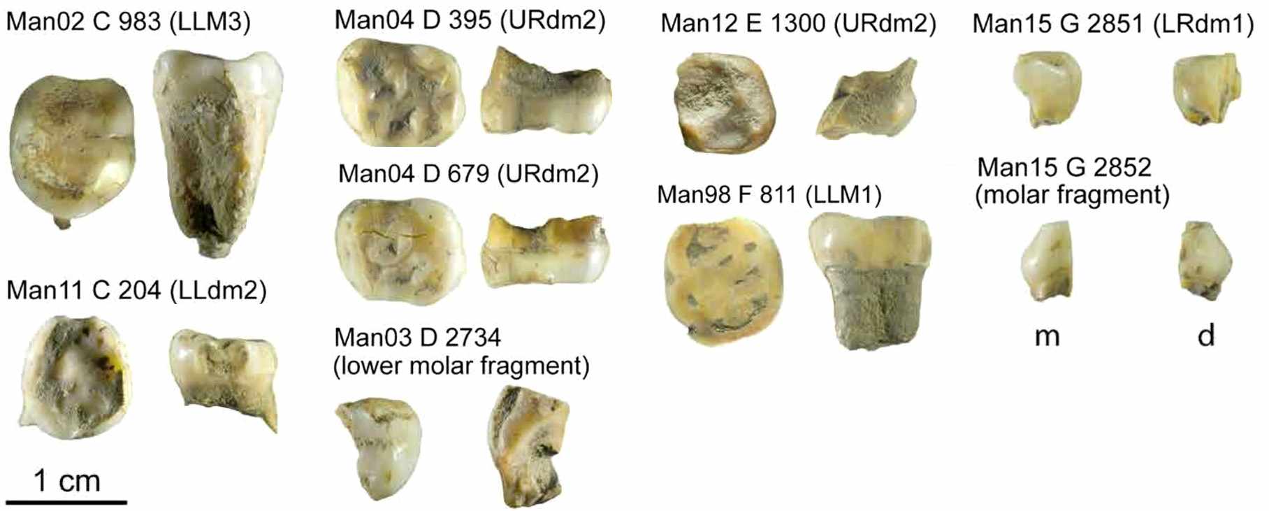 Mandrin dental remains