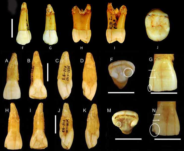 The teeth from Marillac site