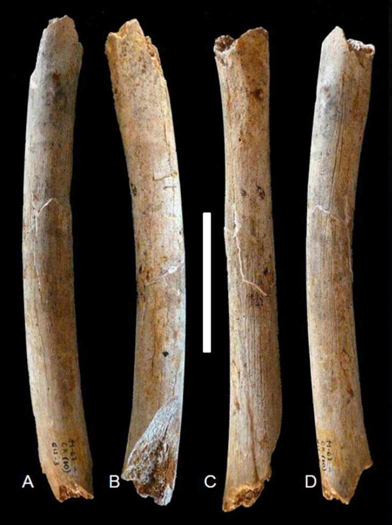 Marillac 25 femur