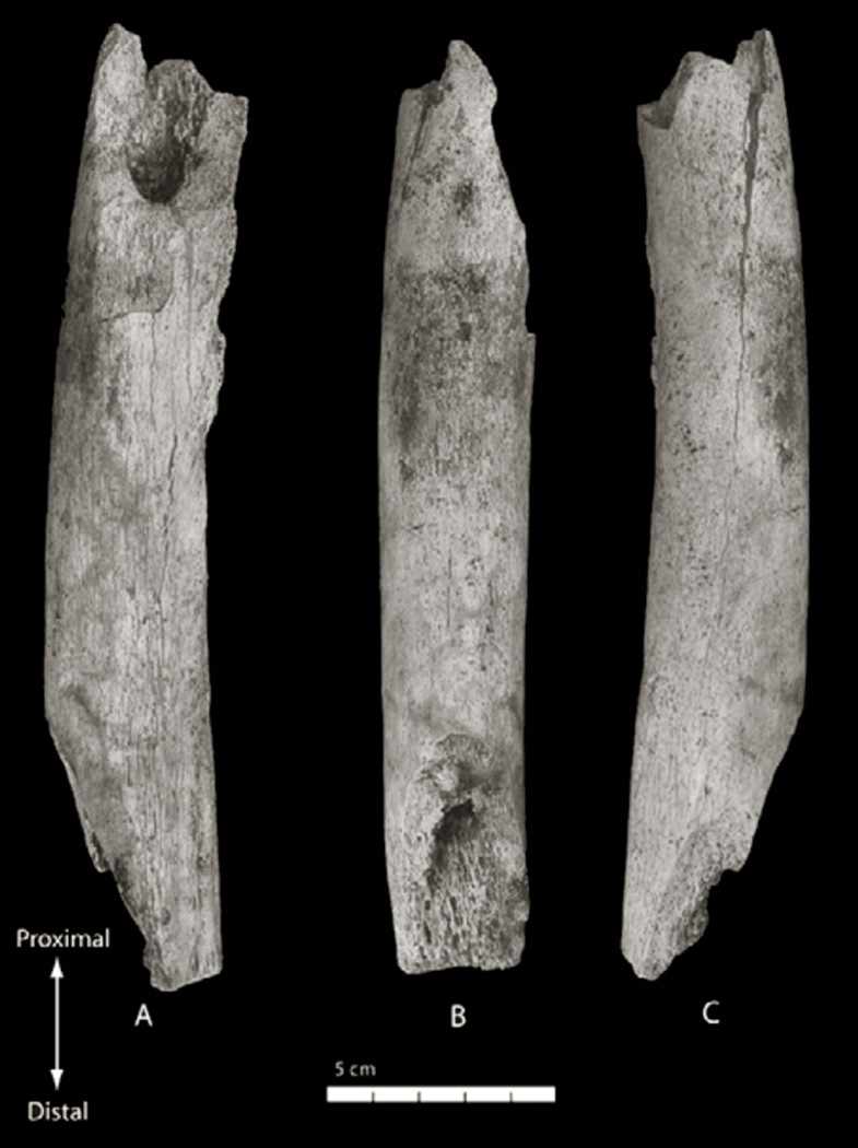 Marillac LP10-D13 femur