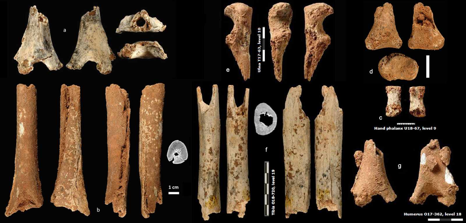 Neanderthal remains from Oliveira