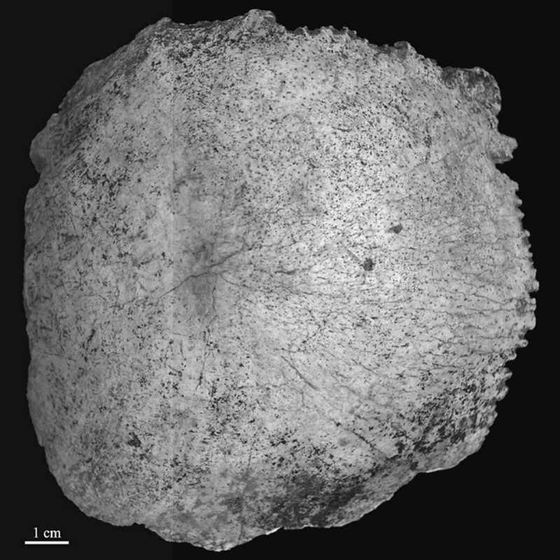 Pelenos parietal bone