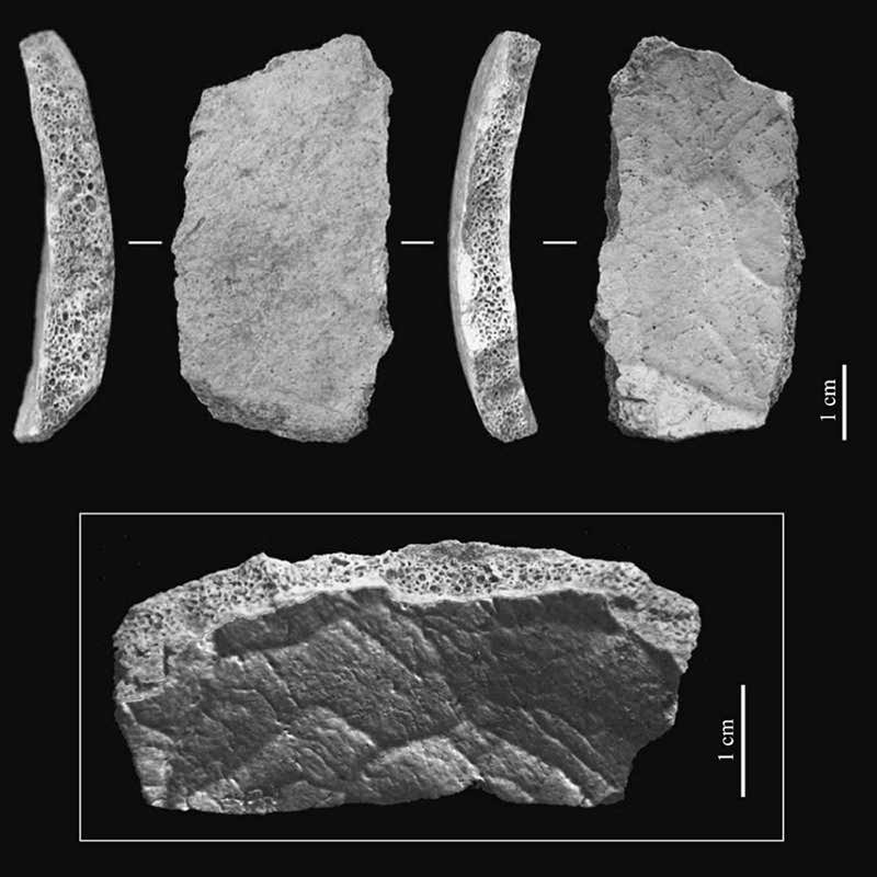 Fragment of a parietal bone