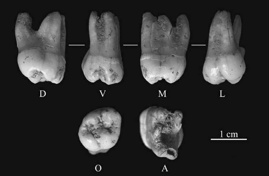 Pelenos (Monsempron) molar