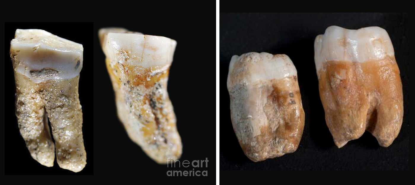 Teeth from Cueva del Camino