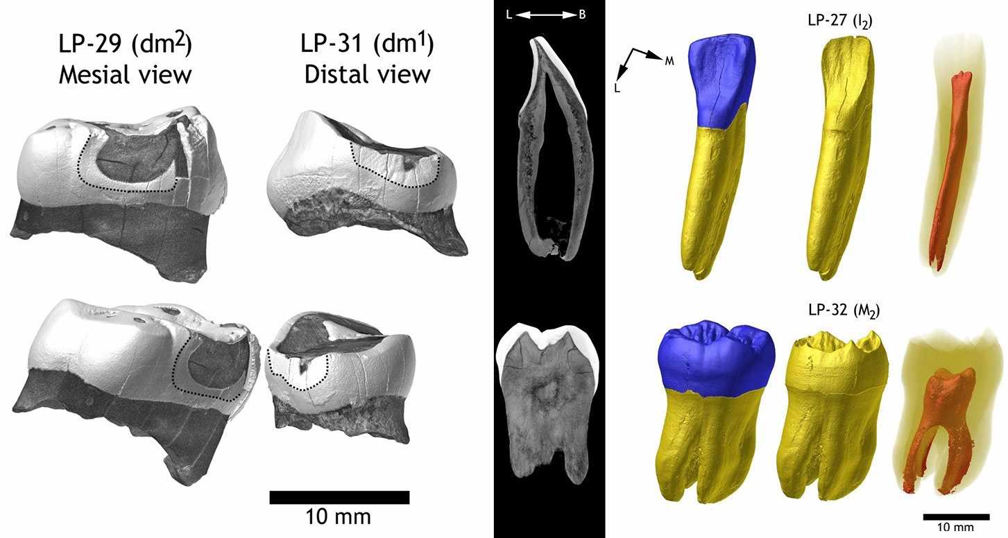 Portel-Ouest molars