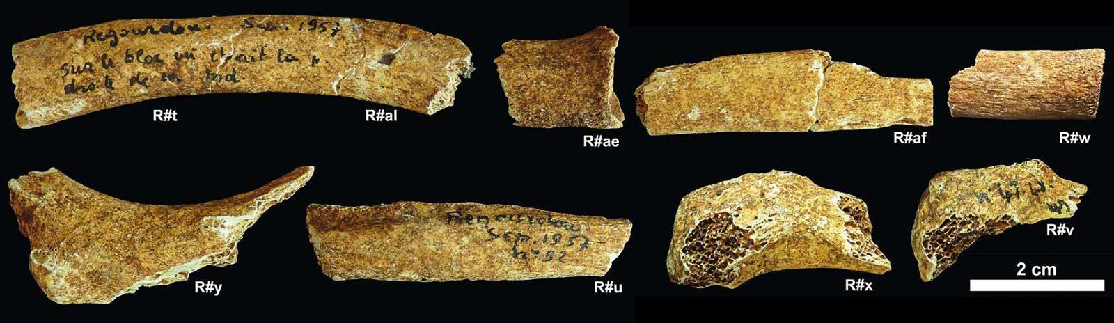 Regourdou rib fragments