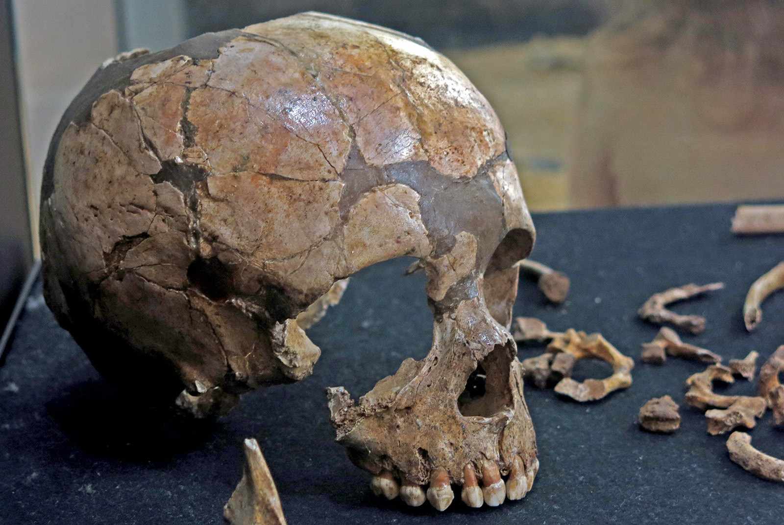 Skull of the infant from Roc de Marsal