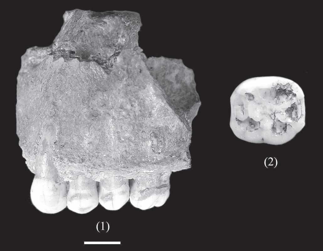 Sakajia Neanderthal remains