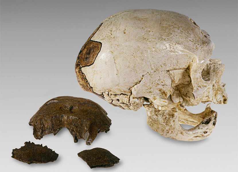 Remains of a Neanderthal cranium