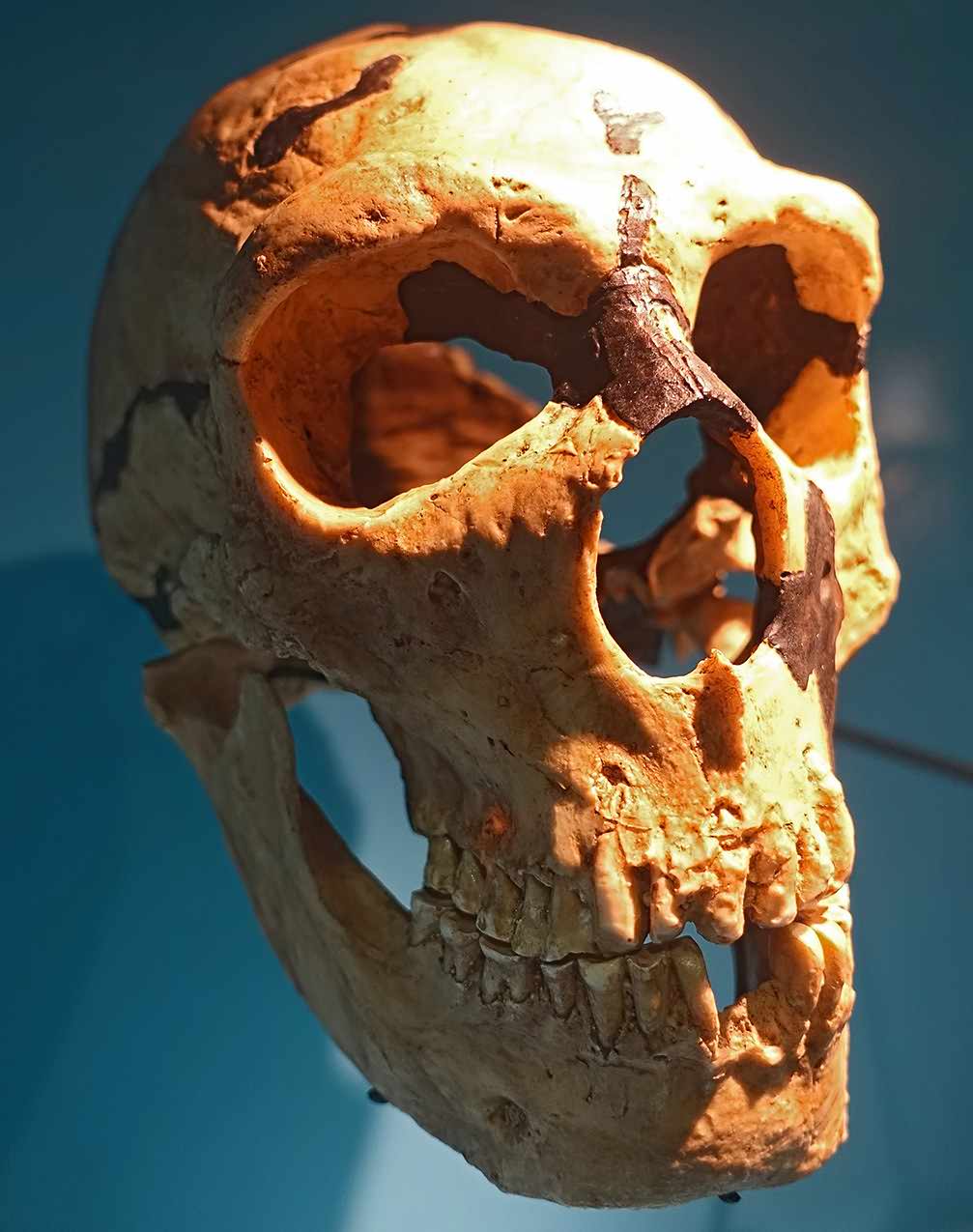 Shanidar 1 skull