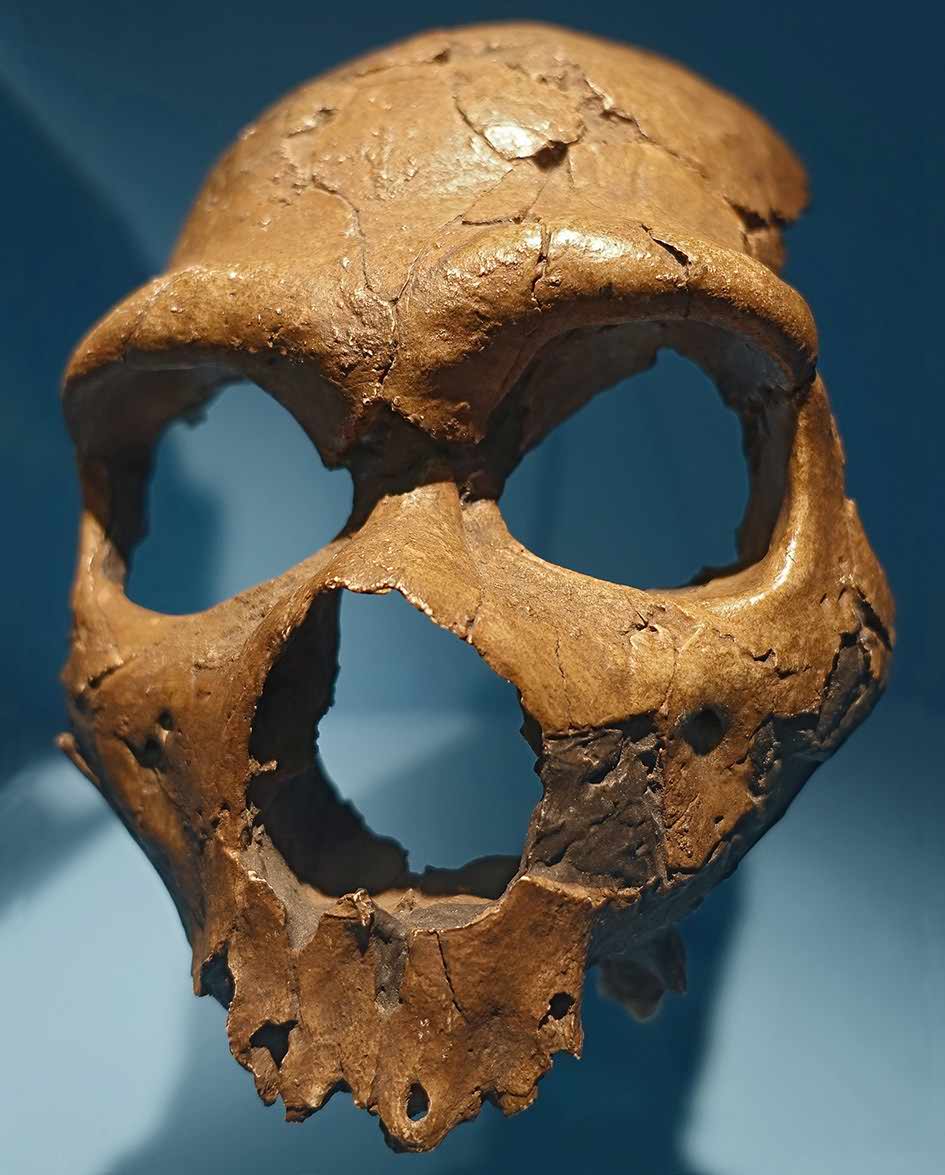 Shanidar 5 skull