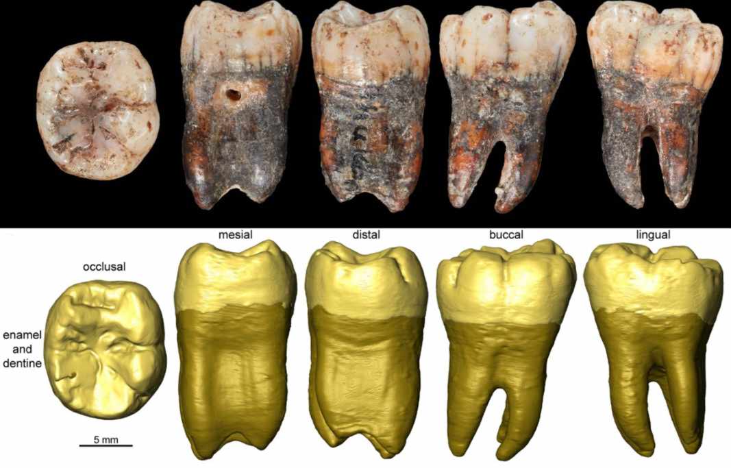 Teeth from Shukbah Cave