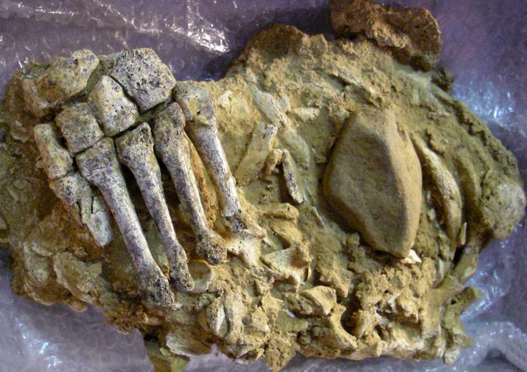 Neandertal foot from El Sidron