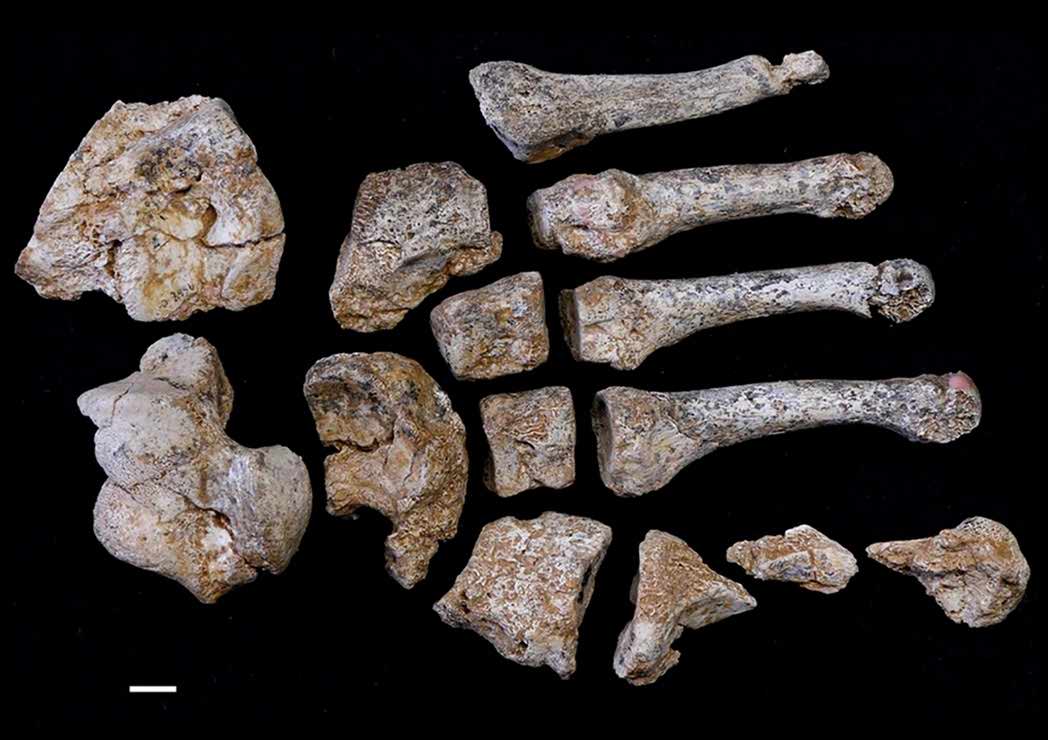 Bones from the El Sidron Neanderthal foot 