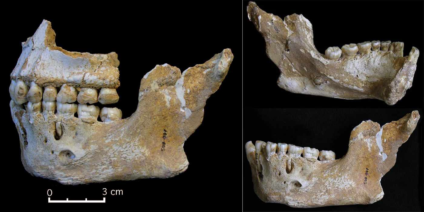 Mandibles I and II from El Sidron