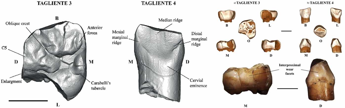 Tagliente 3 and Tagliente 4