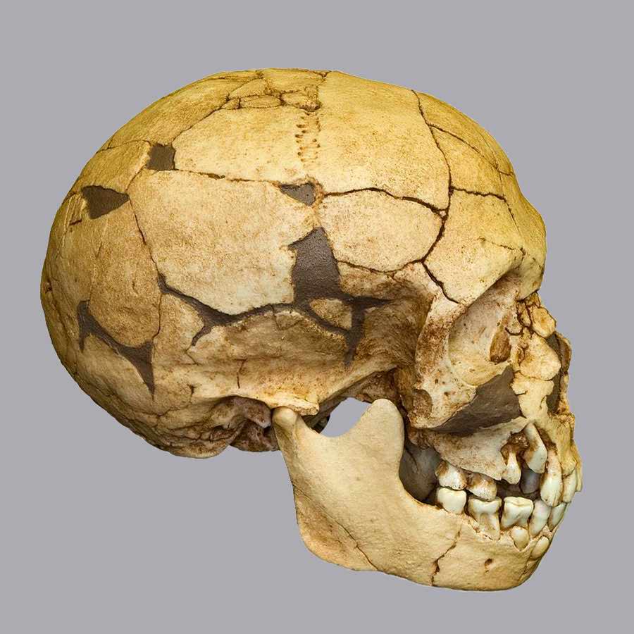 Teshik-Tash skull