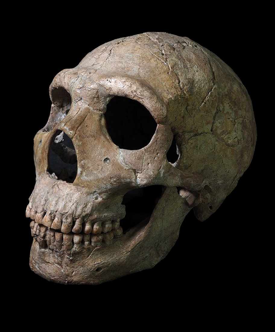 Amud-1 skull