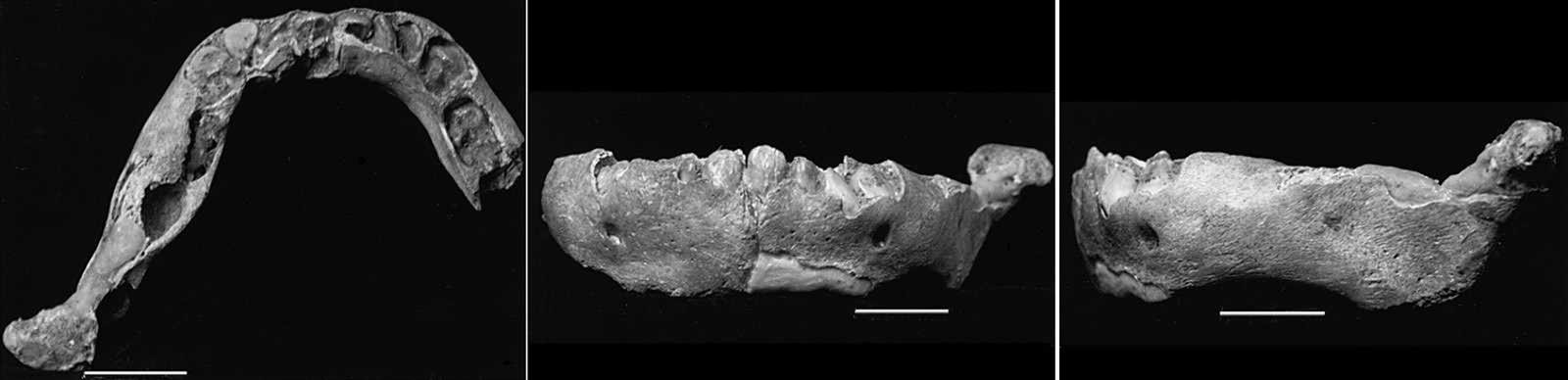 Amud-7 mandible